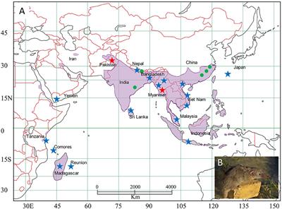 Genetic Diversity and Phylogeography of Thottapalayam thottimvirus (Hantaviridae) in Asian House Shrew (Suncus murinus) in Eurasia